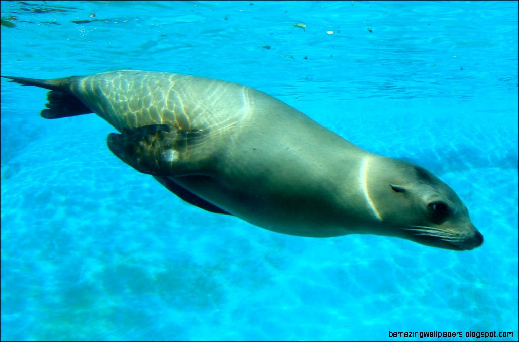 Can Baby Seals Swim at Stephen Graves blog