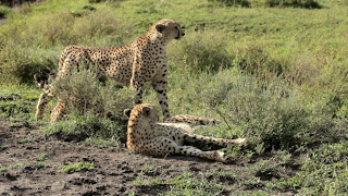 cheetah lying on grass
