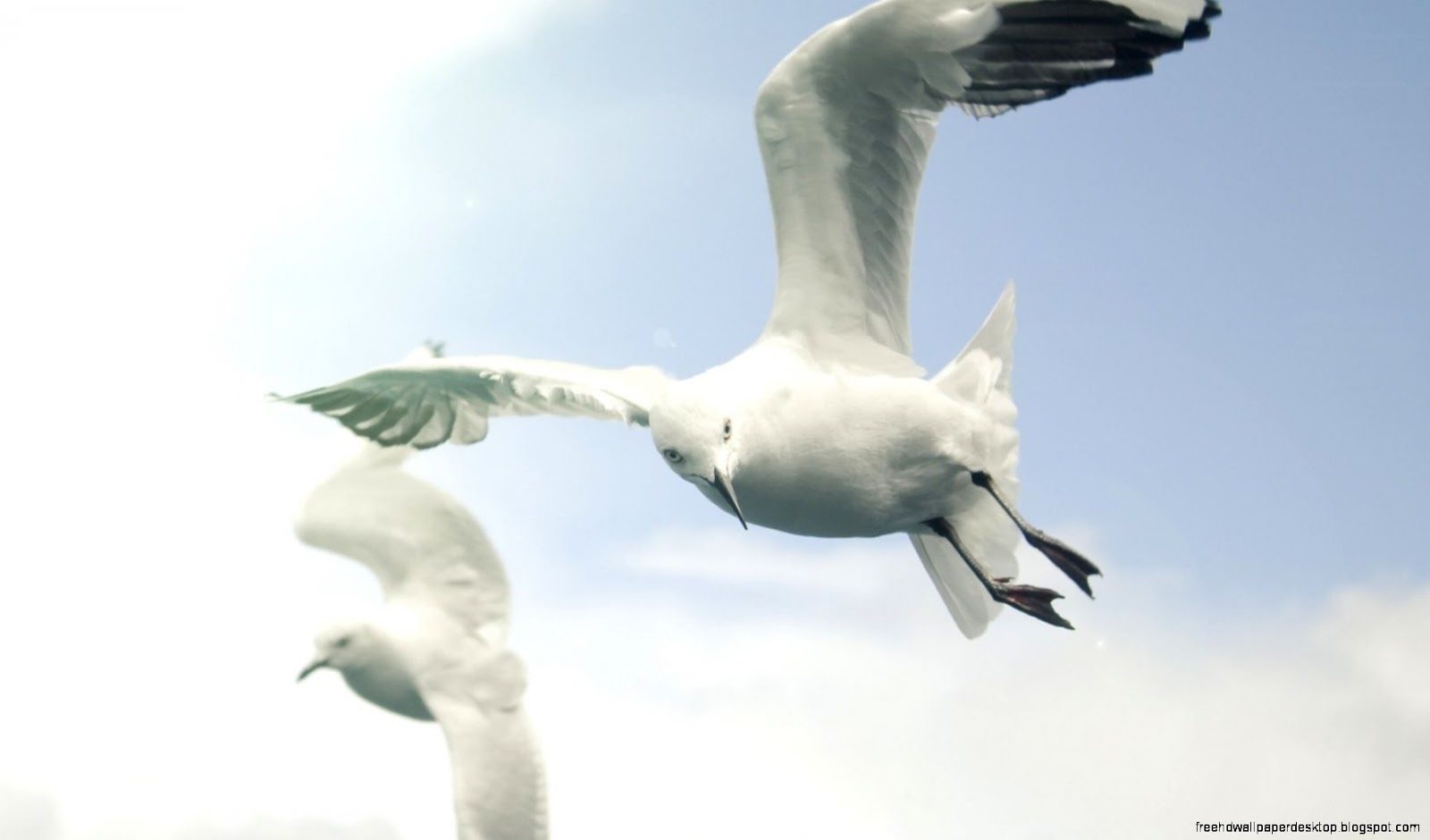 Sky Flying Bird Wings Sky Flying Bird Wings
