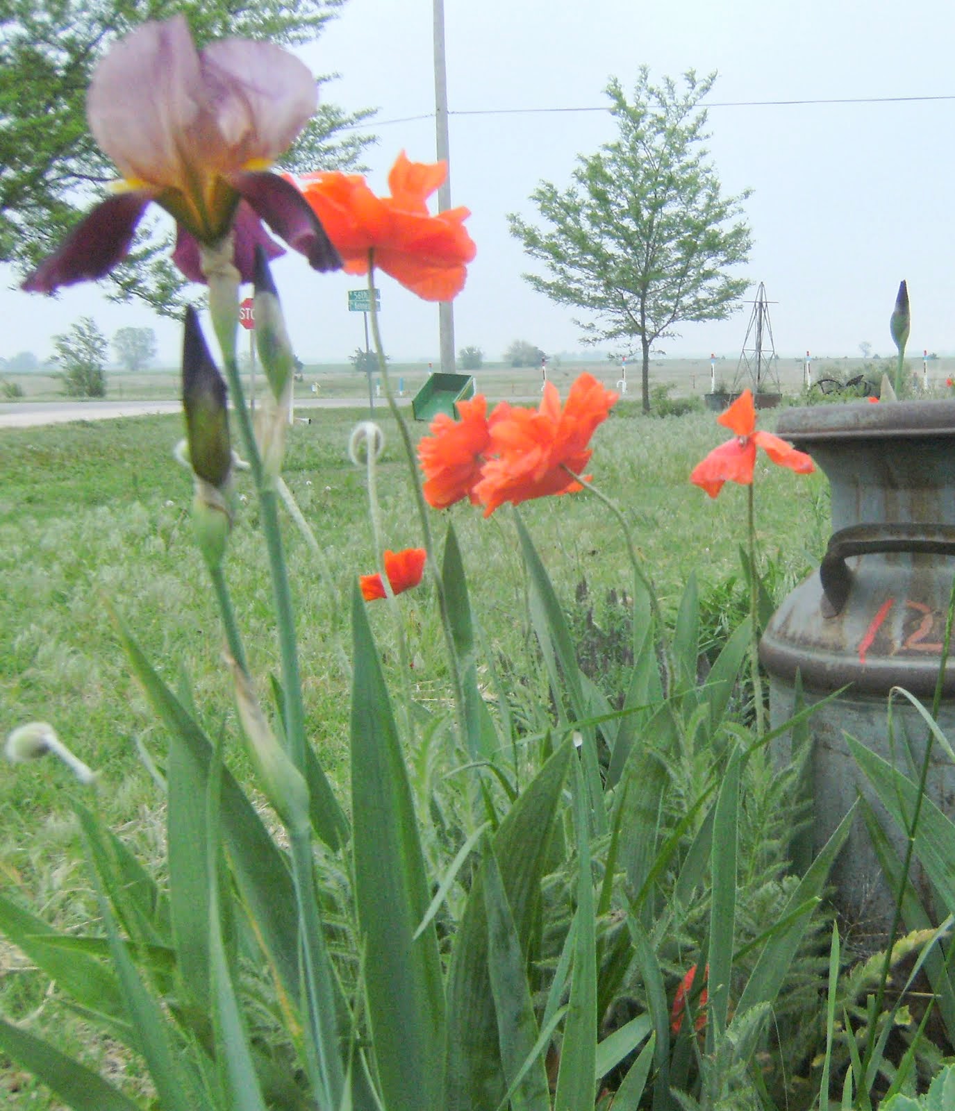 See the Beauty in the Ordinary A Kansas Country Garden MidMay