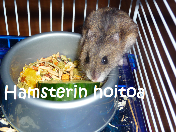 Hamsterin hoitoa