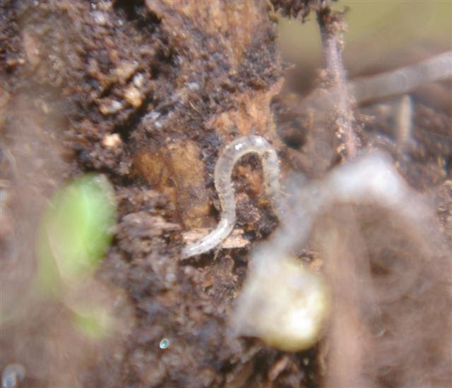 Topfgartenwelt der Salzburger Gartenblog Würmer in der