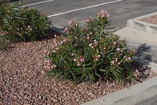 xtremehorticulture of desert