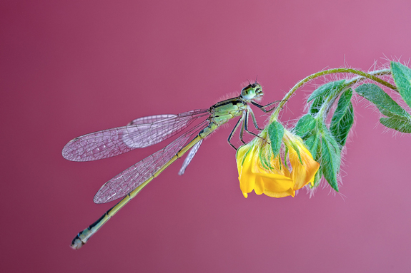 creative macro photography creative macro photography