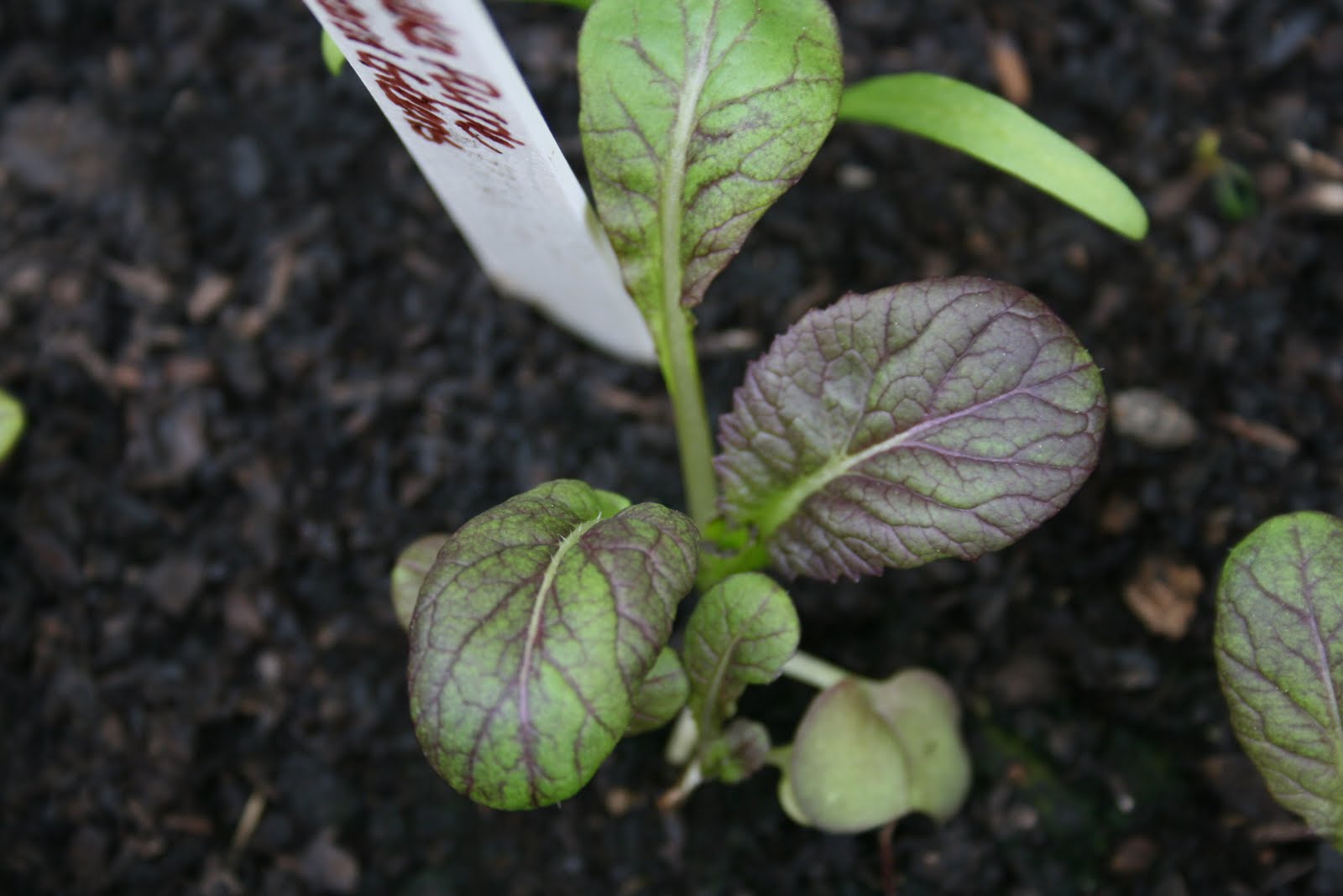 Tasty Travels... food talks, I listen Arugula, Spinach and Mustard Greens