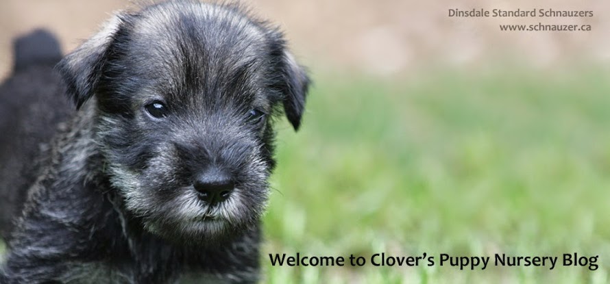 Clover pups Summer of 2013