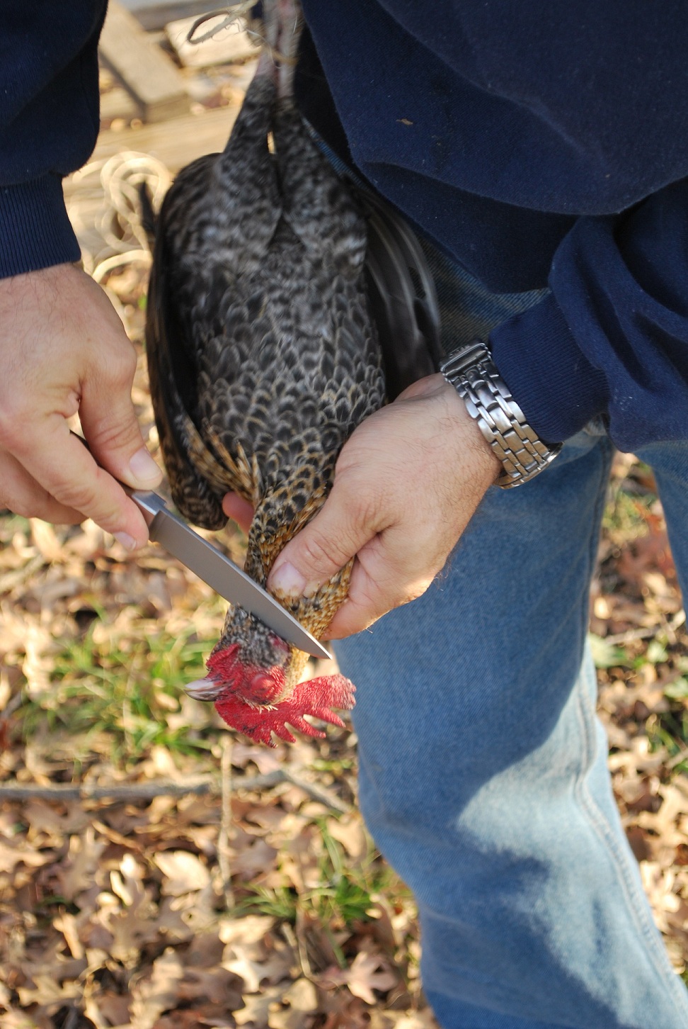 Garden Grove Cottage Our First Butchered Chicken....
