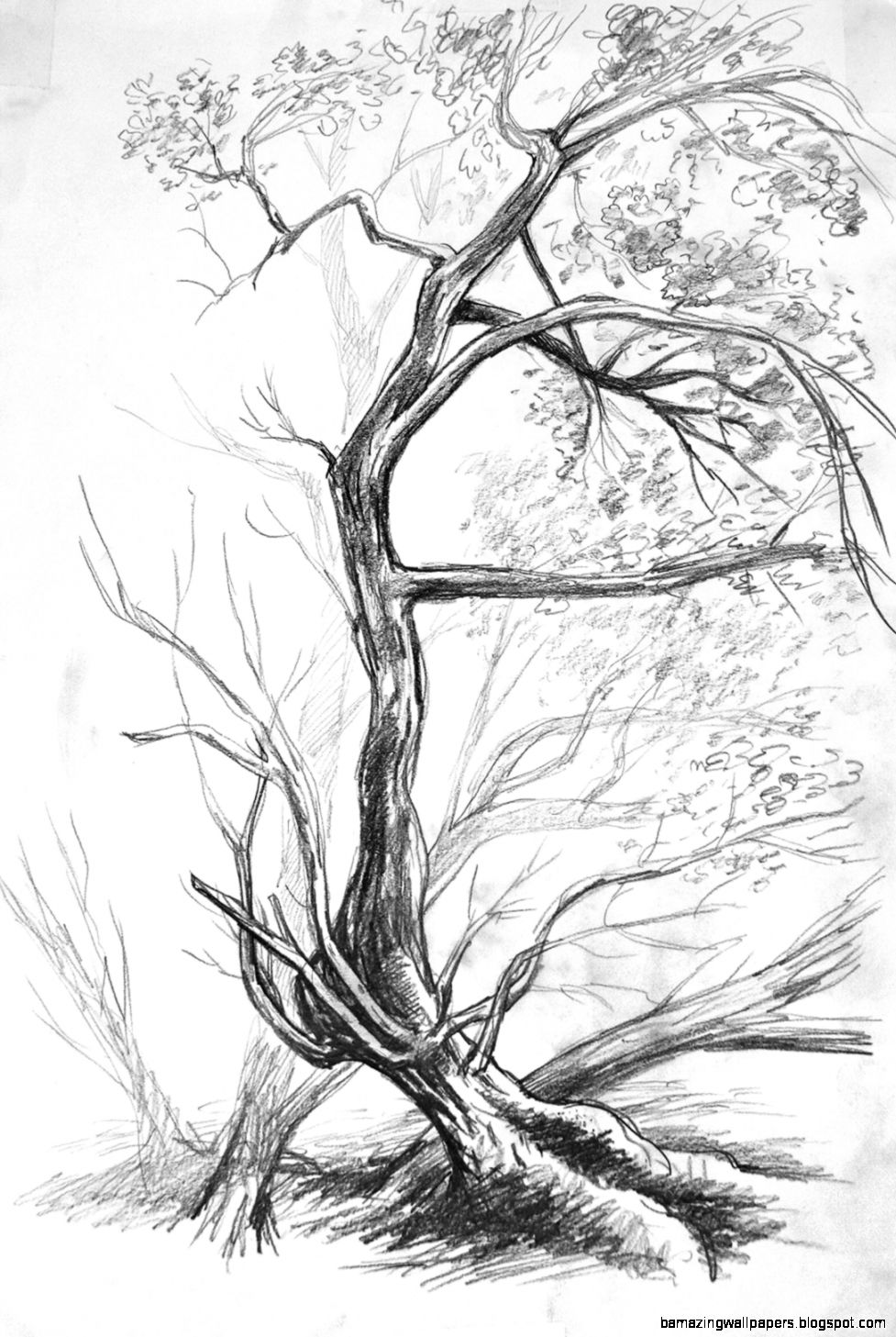 Nature objects nature drawing Nature objects nature drawing