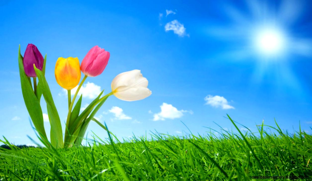 HQ Tulip Wallpaper Full HD Pictures HQ Tulip Wallpaper Full HD Pictures