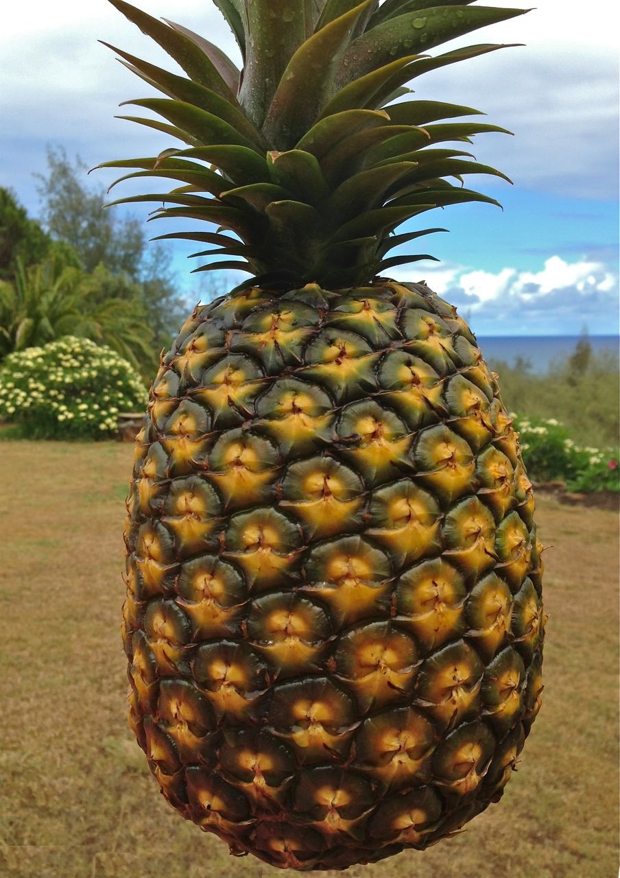 To Kauai Kauai Sugarloaf Pineapple