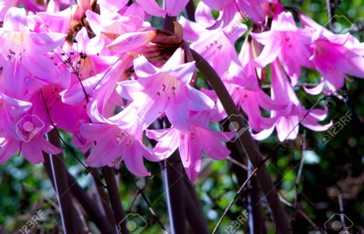 Pink Wildflowers Found In A Pine Tree Forest Stock Photo Picture Pink Wildflowers Found In A Pine Tree Forest Stock Photo Picture