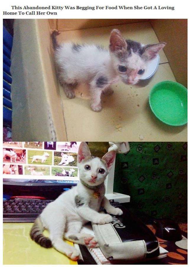 Ohsenyum.com: Ohsenyum : ( 10 Gambar) Wajah Kucing sebelum Dan Selepas