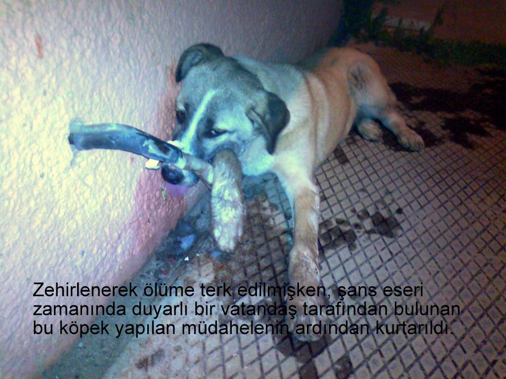 KÖPEKLERİ KİM ÖLDÜRDÜ? Ayvalık Haber