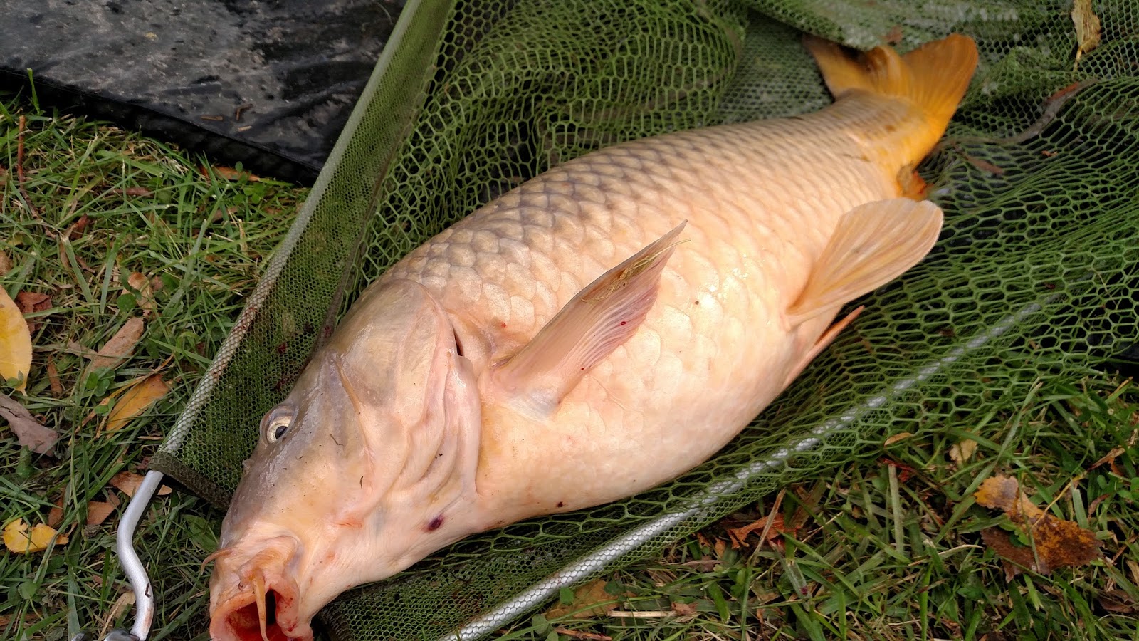 Michigan Carp Fishing Blog More Michigan Carp Fishing Pictures