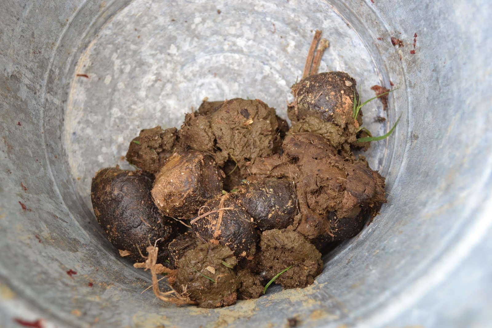 IEAS News Big Cat Scat The Making Of