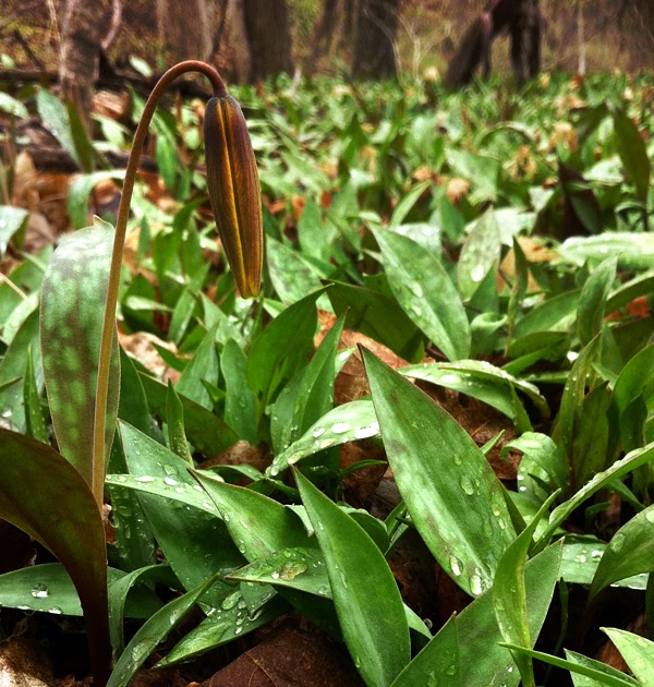 The Ohio Nature Blog Waiting for Trout Lilies