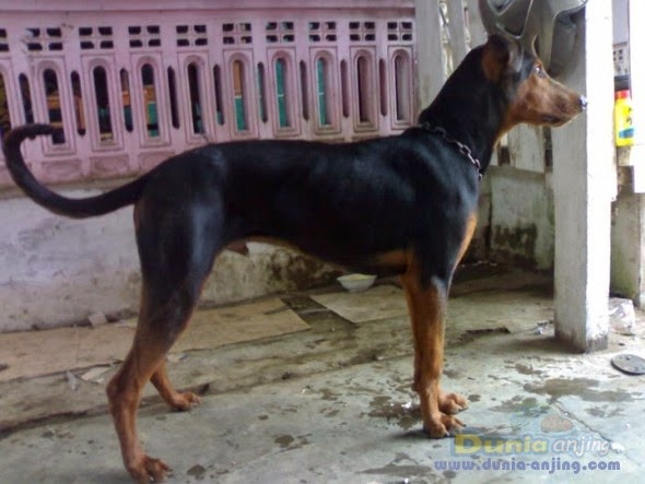 How Long Do Dogs Stay Pregnant Doberman Pinscher Puppies Type