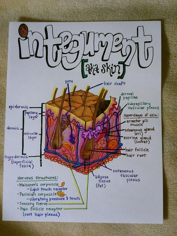 Beautiful hand drawn pictures of heart and Brain |Virtual ... ant heart diagram 