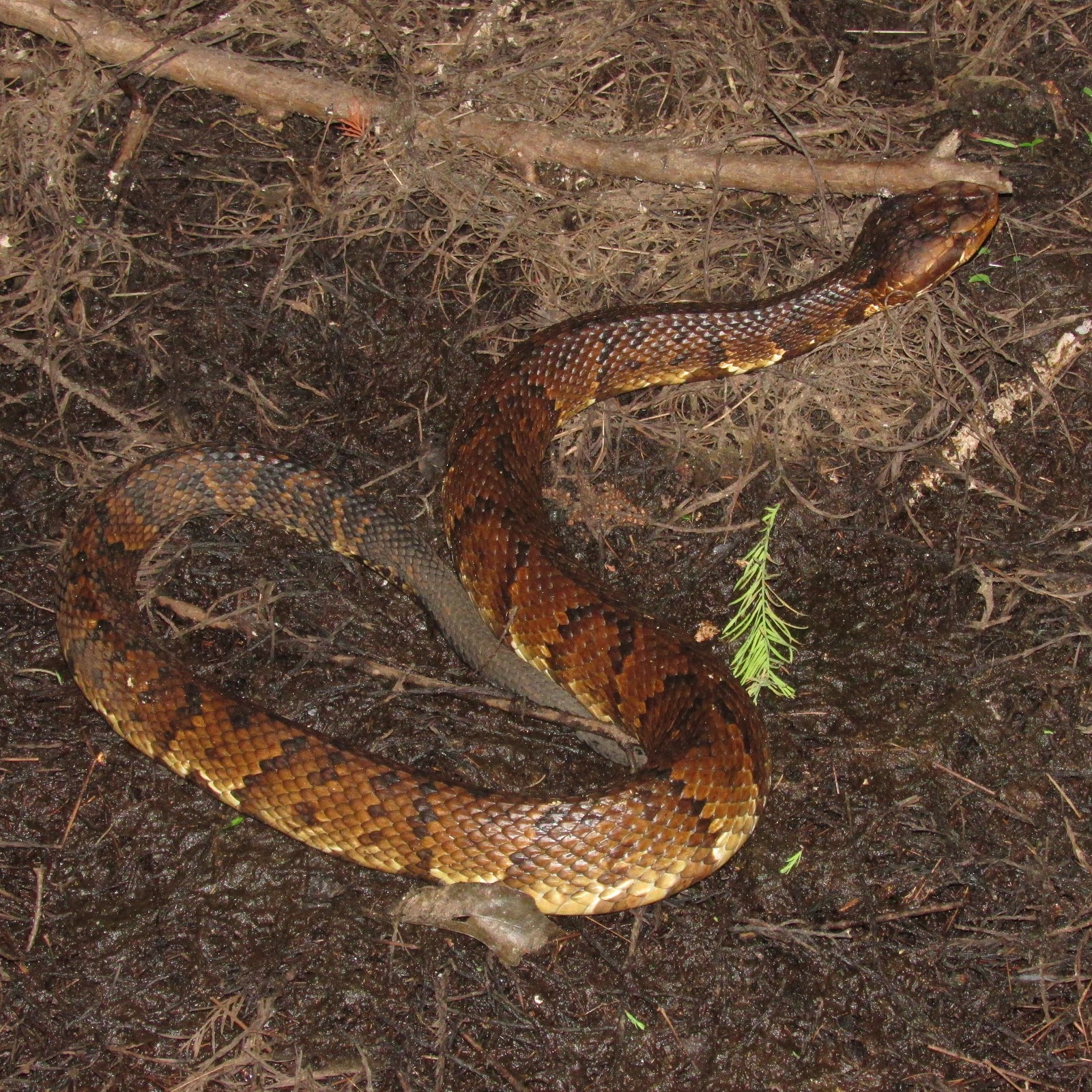 Collection 91+ Pictures Photos Of Water Moccasin Snake Superb 10/2023