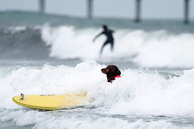 10 pictures of surfing dogs from the 2012 Incredible Surfing Dog Challenge, surfing dogs, funny dogs, surfing dog pictures