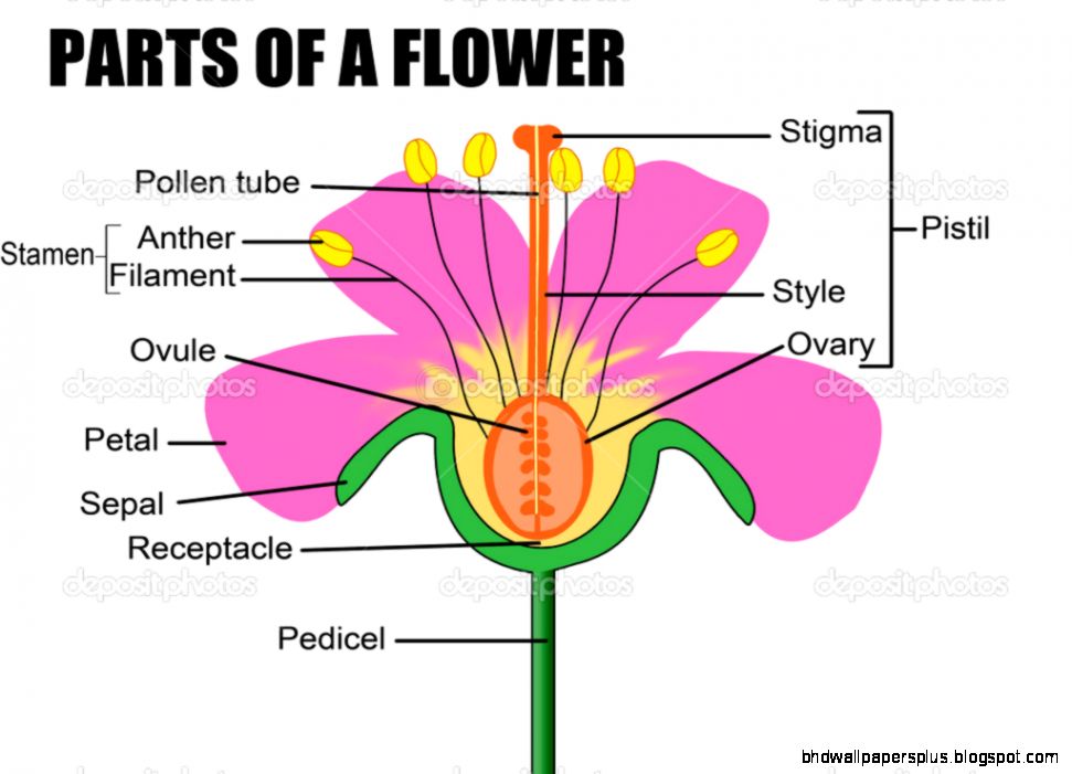 Parts of a flower — Stock Vector © roxanabalint 5580919 Parts of a flower — Stock Vector © roxanabalint 5580919