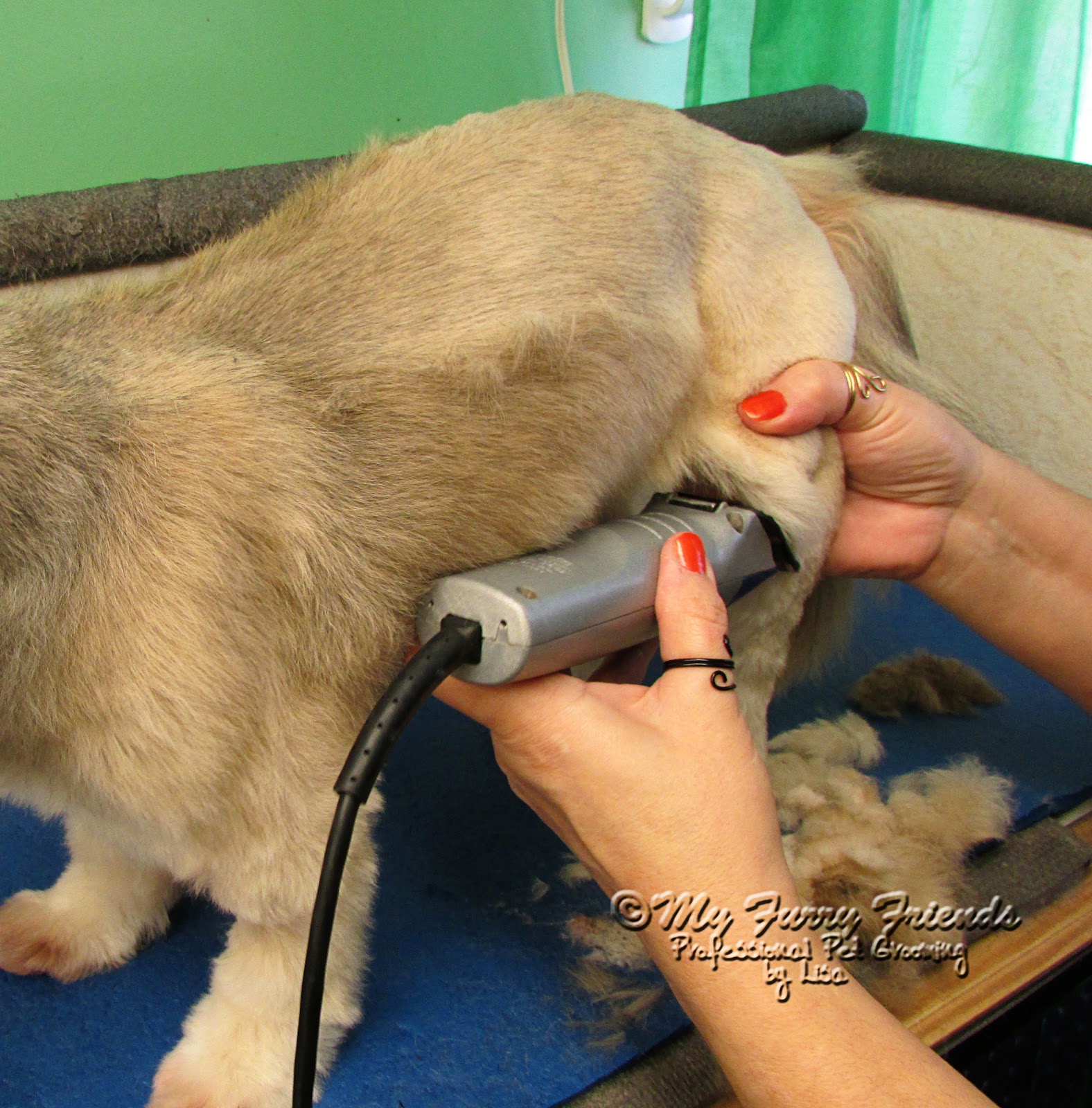 Pet Grooming The Good, The Bad, & The Furry Clipping and Scissoring