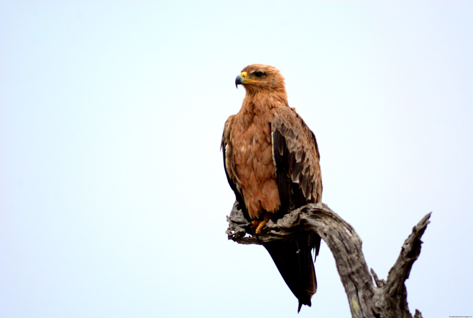 Wallpaper Abyss Explorer la Collection Oiseaux Aigles Tawny Eagle Wallpaper Abyss Explorer la Collection Oiseaux Aigles Tawny Eagle