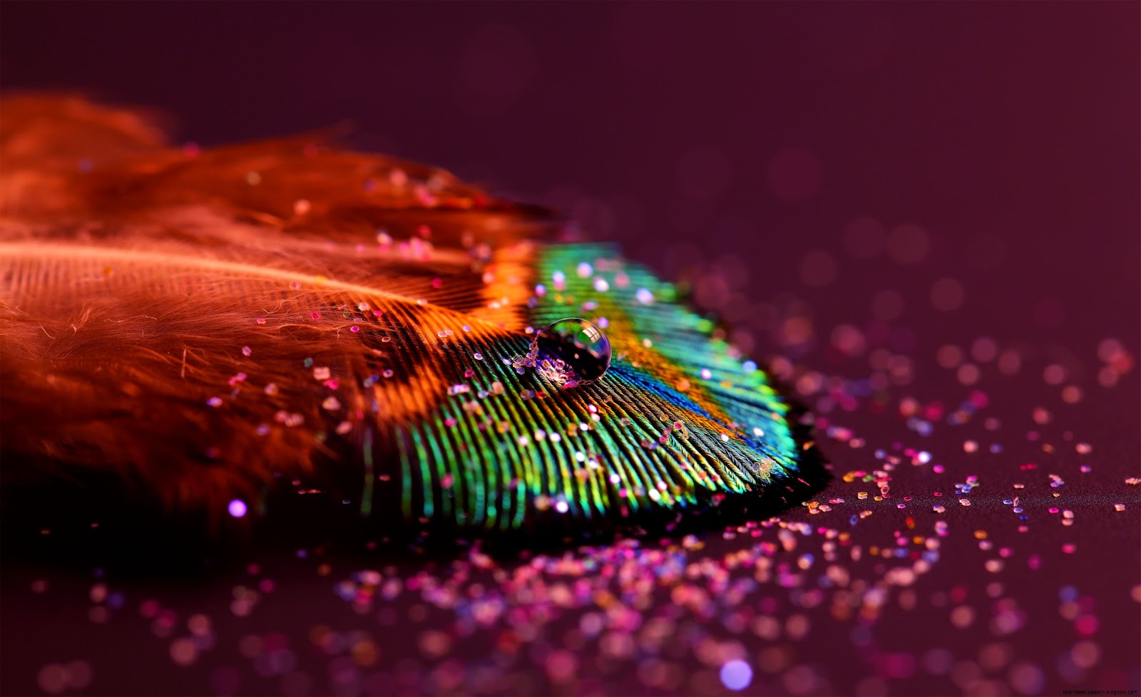 Beautiful Peacock Feather Beautiful Peacock Feather