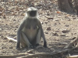 The Hanuman Langur.:- Photo Mr Hement.Kirkire