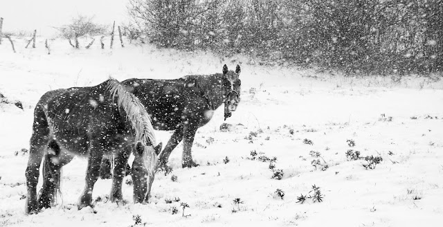 paisajes, españa, soto, potros, caballos, cantabria