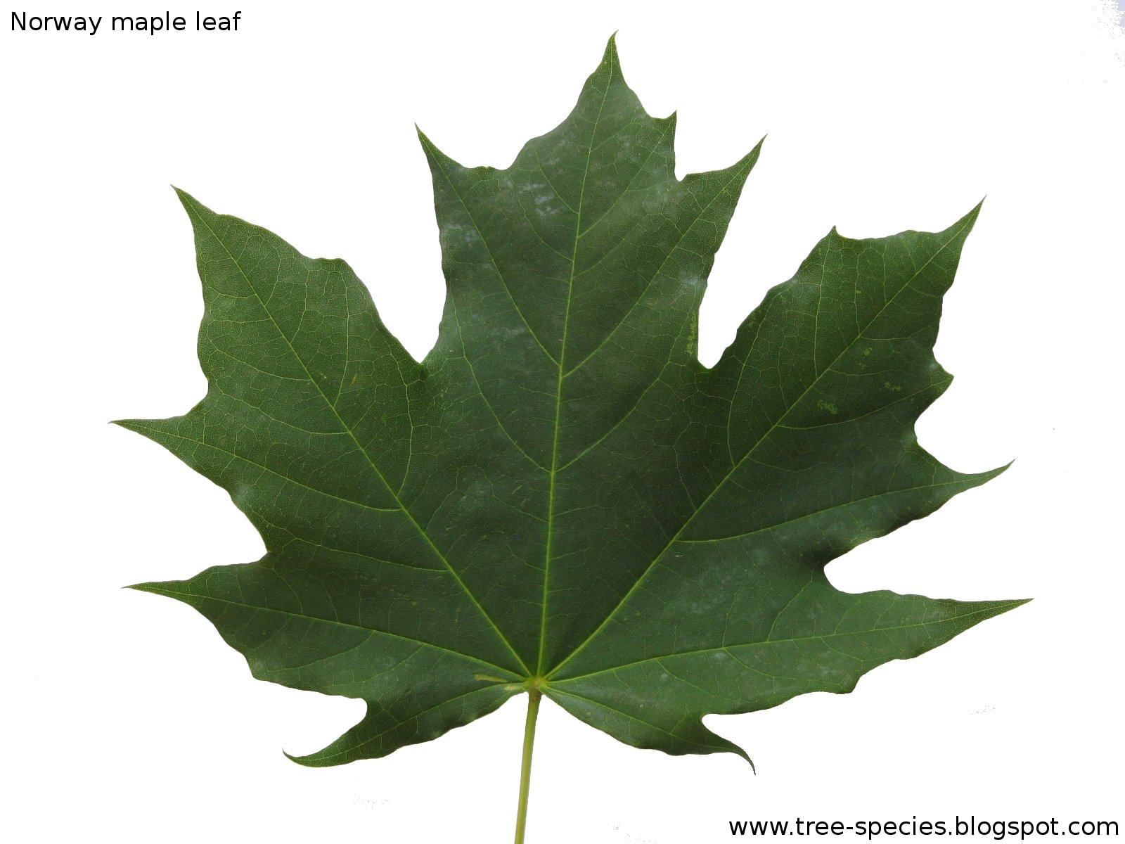 Sugar Maple Tree Leaf Images & Pictures Becuo
