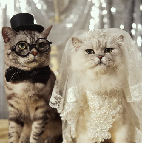 cute+cat+wedding+kitten+lolcat+funny+bride+groom+veil+glasses.jpg
