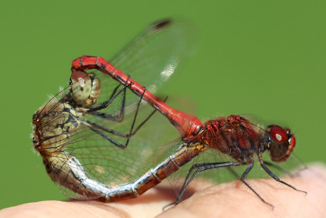 Tierfotos - Libellen - Blutrote Heidelibelle - Paarung