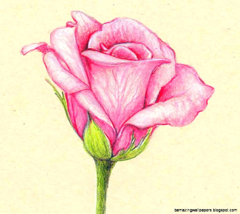 Pictures Of Flowers To Draw With Color Amazing Wallpapers