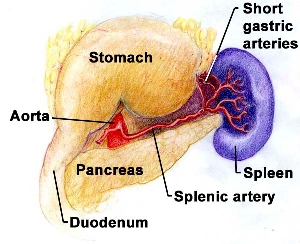 Spleen Photo