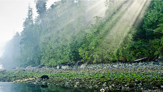 Postales de la vida silvestre