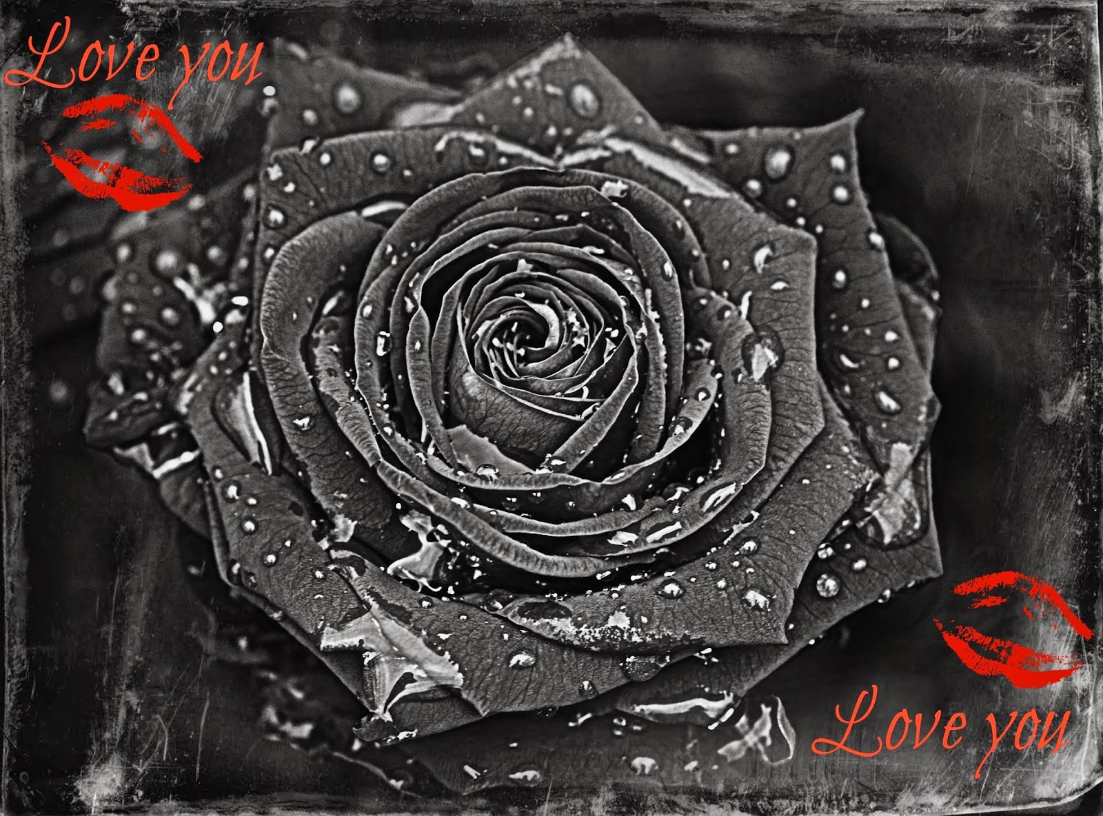 I Love You Rose HD Wallpapers - Wallpaper