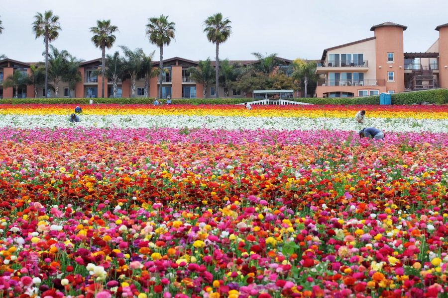 14. Flower Fields by Carolyn Ford 14. Flower Fields by Carolyn Ford