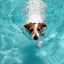 Ποιοι σκύλοι χρειάζονται προσοχή στο κολύμπι; ...