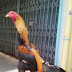 WARNA BULU AYAM BANGKOK YANG BERKELAS