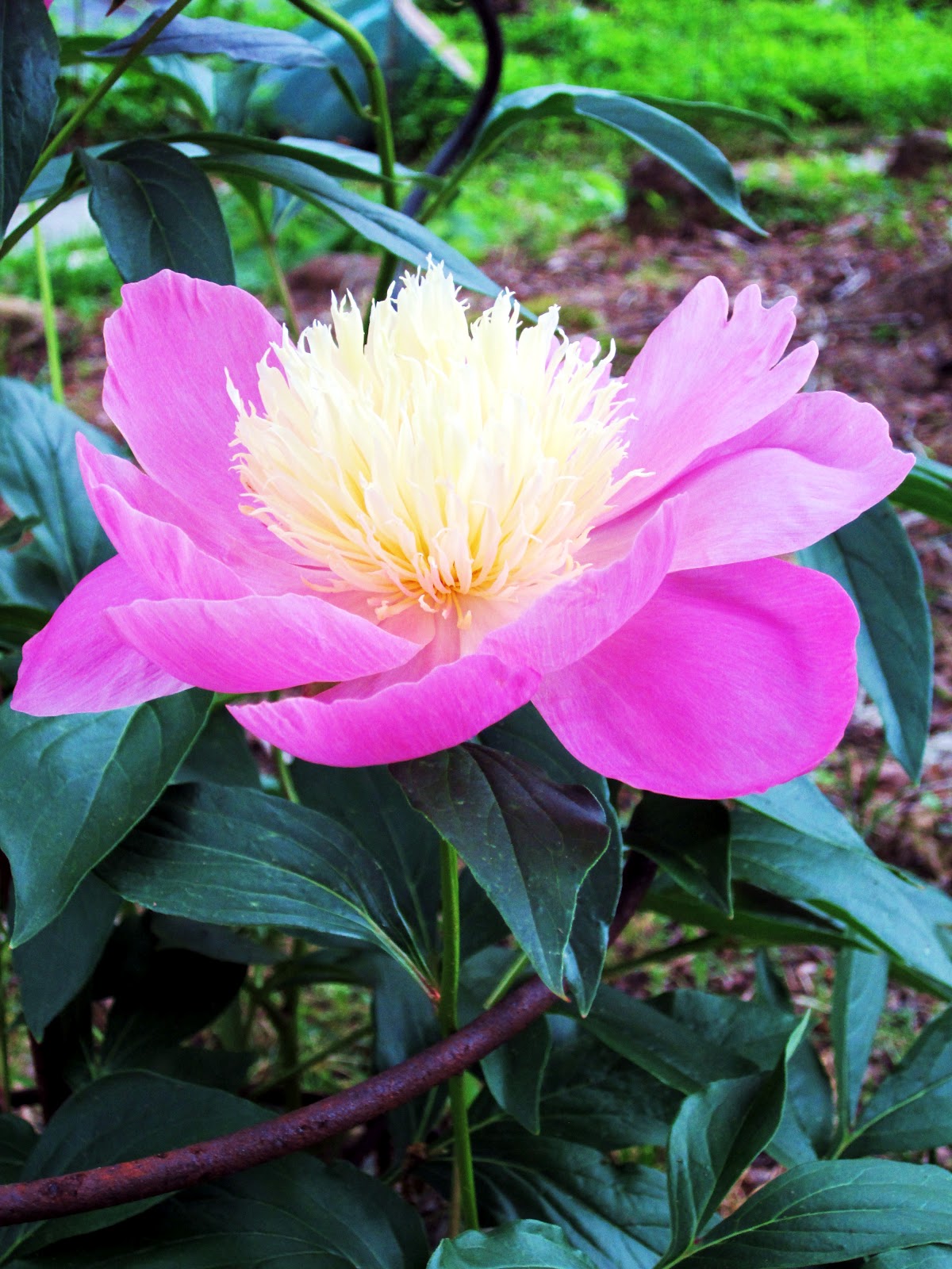 Flow tree peony