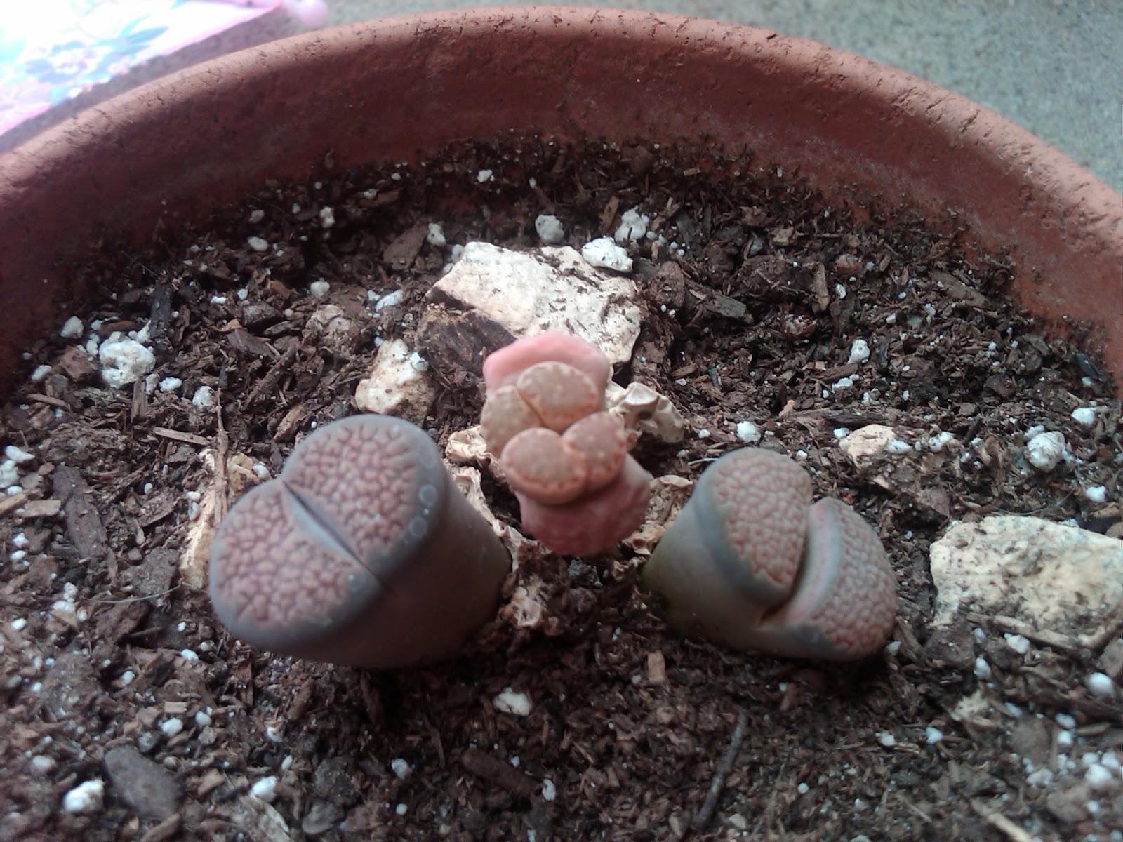 Get it Back! Brain Plants