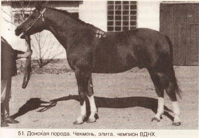 Chekmen3.jpg
