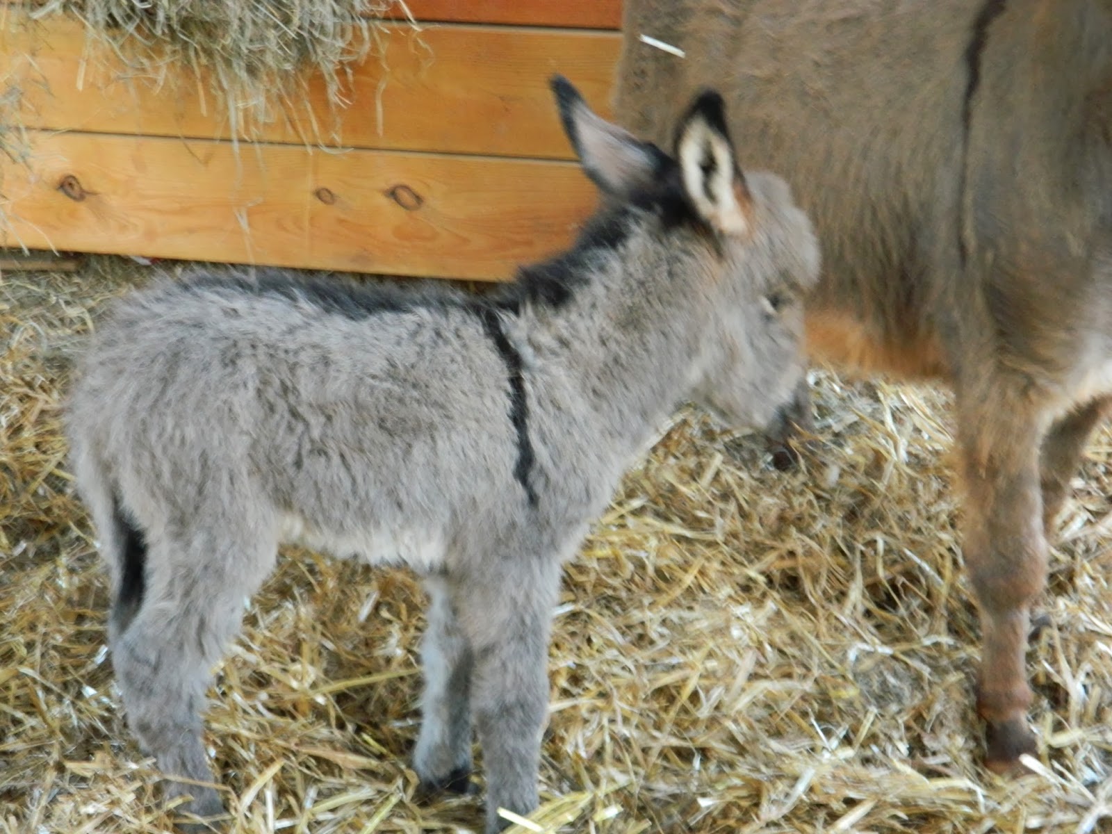 Hand Raising a Miniature Donkey Foal