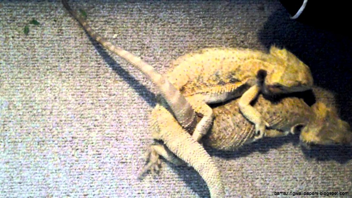 Bearded dragon mating YouTube Bearded dragon mating YouTube