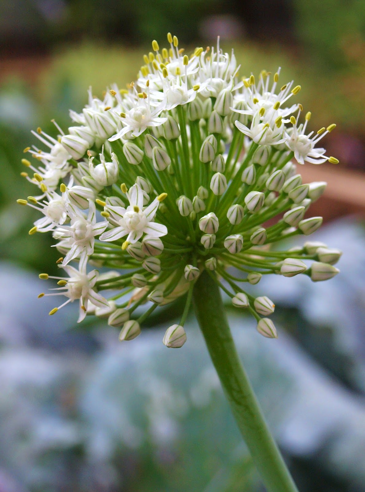 Ohio Thoughts Growing Your Own Garlic