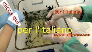 Clicca qui per l'italiano....