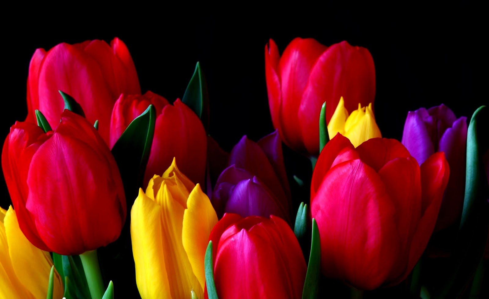 Beautiful Tulip Flowers Beautiful Tulip Flowers