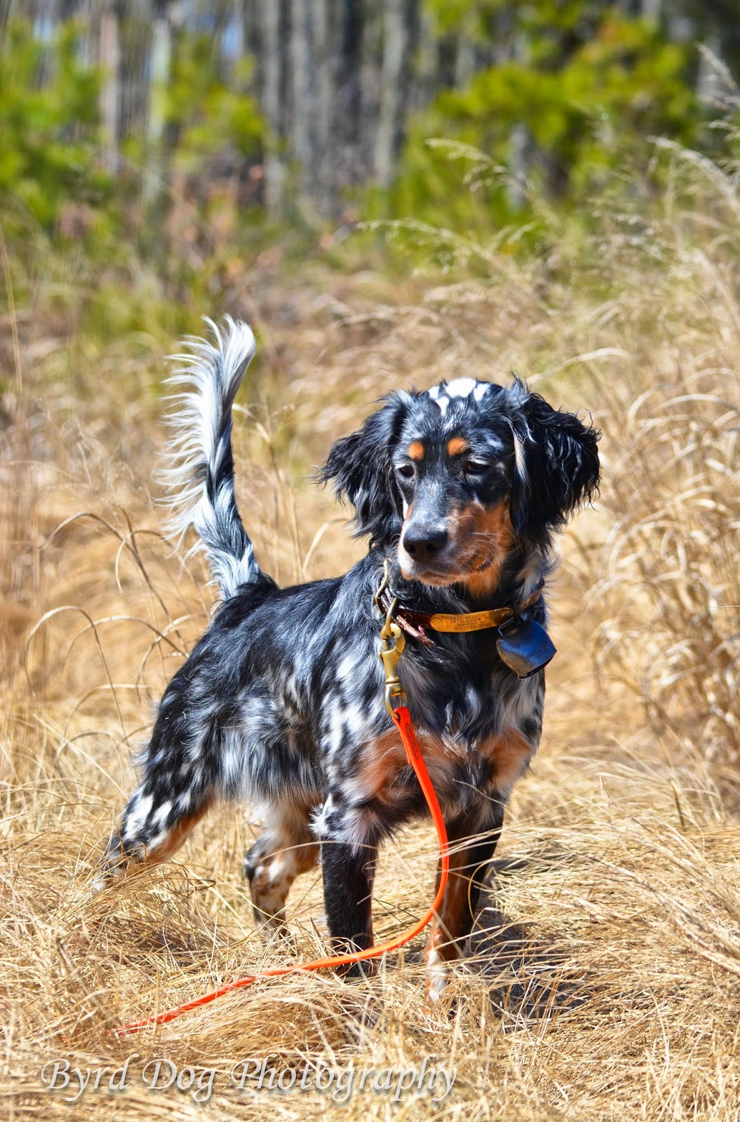 Adventures of a GSP Hunting Dog Hunting Dog Photography Tips Part 1