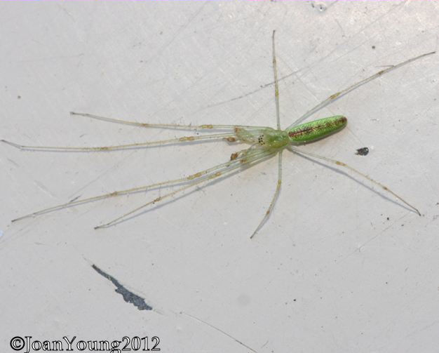 South African Photographs Tetragnatha (longjawed water spiders)